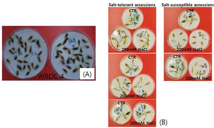Screening of salt tolerance in wild barley accessions at the germination (A) and early seedling stages (B).