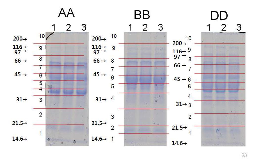 SDS-PAGE pattern among AA, BB and DD genome using TCA sample preparation methods followed by Protein Cell III(BioRad).