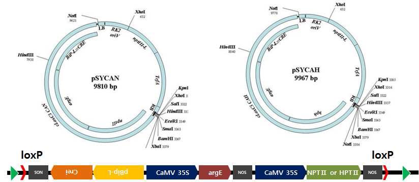 선발마커 제거용 형질전환 벡터, pSYCAN 및 pSYCAH의 구조