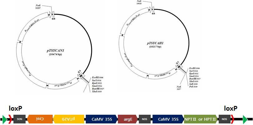 선발마커 제거용 형질전환 벡터, pSYCAN 및 pSYCAH의 구조