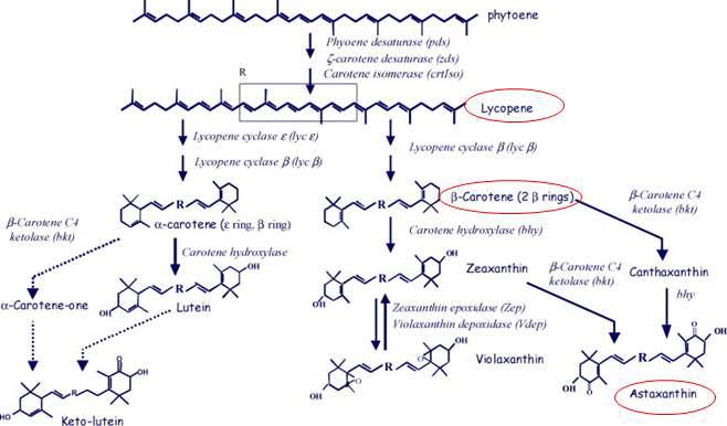Carotenoid 생합성 경로 및 crtW에 의한 astaxanthin의 합성