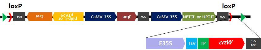 마커프리 crtW 형질전환체 제작용 형질전환 벡터의 구조