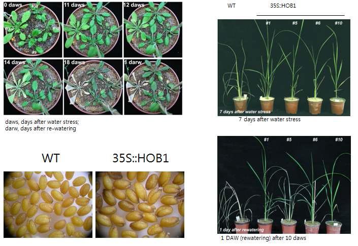 애기장대 유래 HOB1 유전자 도입 형질전환체의 특성