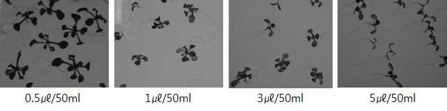 선발마커 제거를 위한 tunicamycin 처리 농도 규명