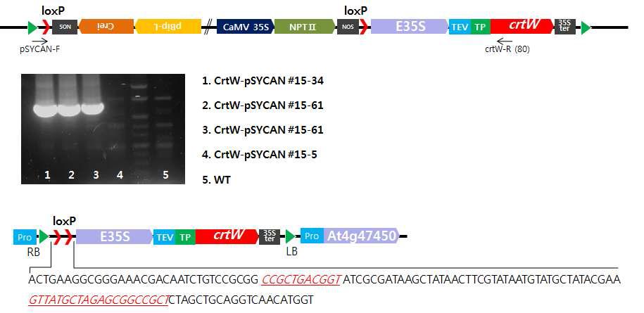 애기장대 genome내 도입 유전자의 위치 확인