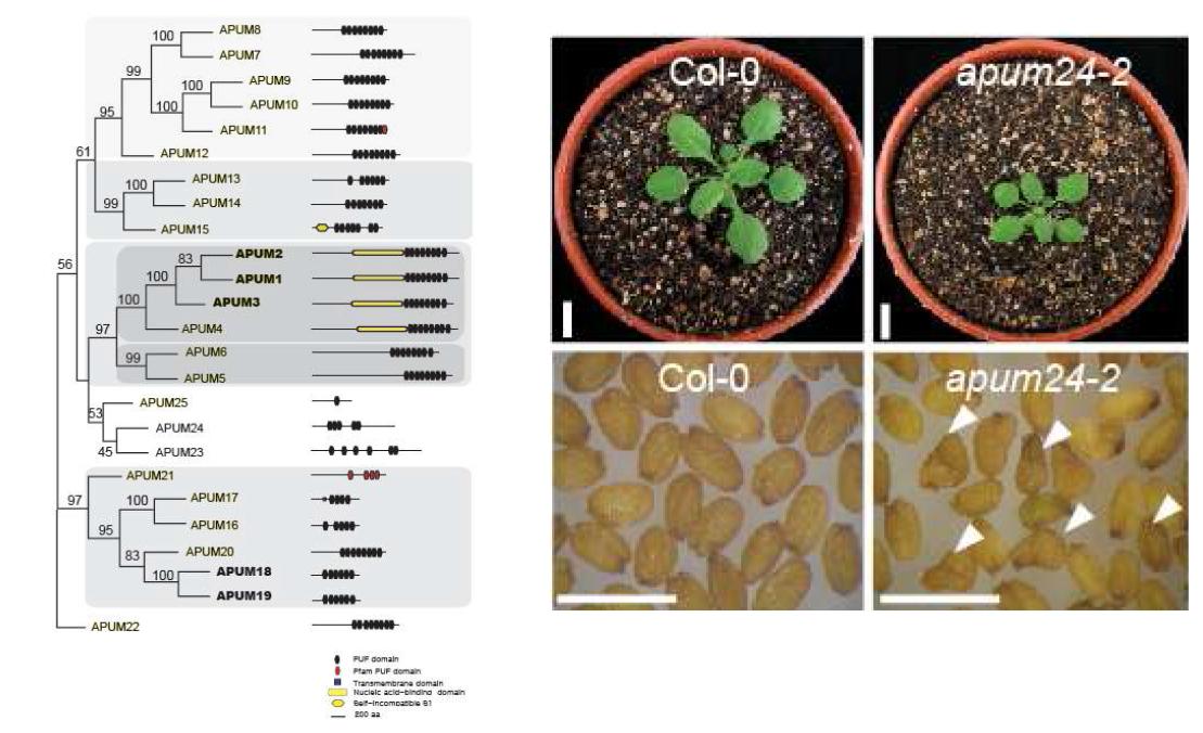애기장대의 PUF domain RNA 결합단백질인 APUM24의 돌연변이체의 표현형.