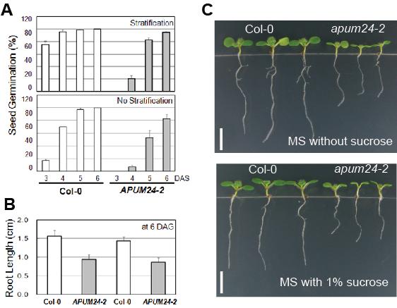 애기장대 apum24-2 돌연변이체의 초기 생장.