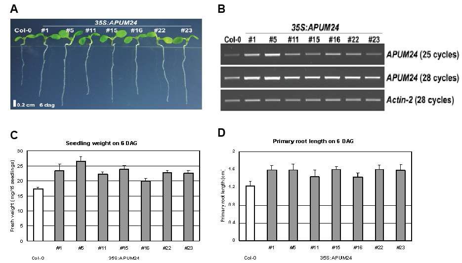 APUM24 과발현체의 초기 생육.