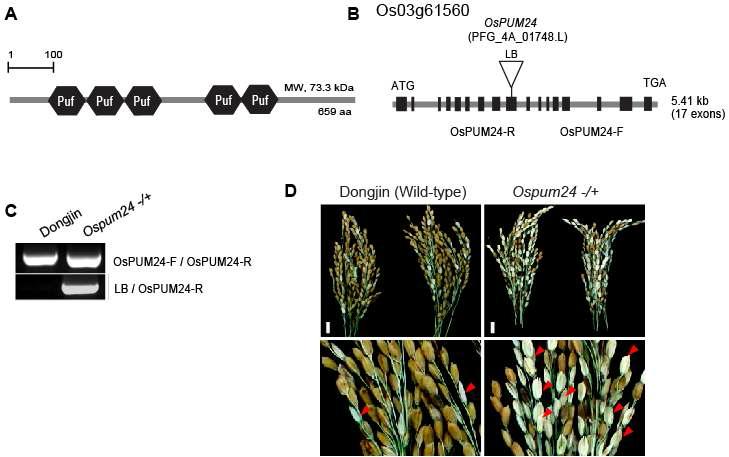 APUM4의 벼 ortholog 유전자(OsPUM24; Os3g61560)에 대한 POSTECH T-DNA 라인 스 크리닝 및 표현형.