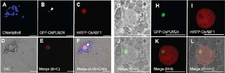 35S::GFP-OsPUM24를일시발현을 통한 옥수수 원형질체에서 OsPUM23의 세포내 위치 확인. mRFP-OsABF1은 핵에 존재하는 것으로 확인된 마커