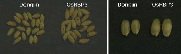 OsRBP3의 RNAi 형질전환 식물의 종자 크기