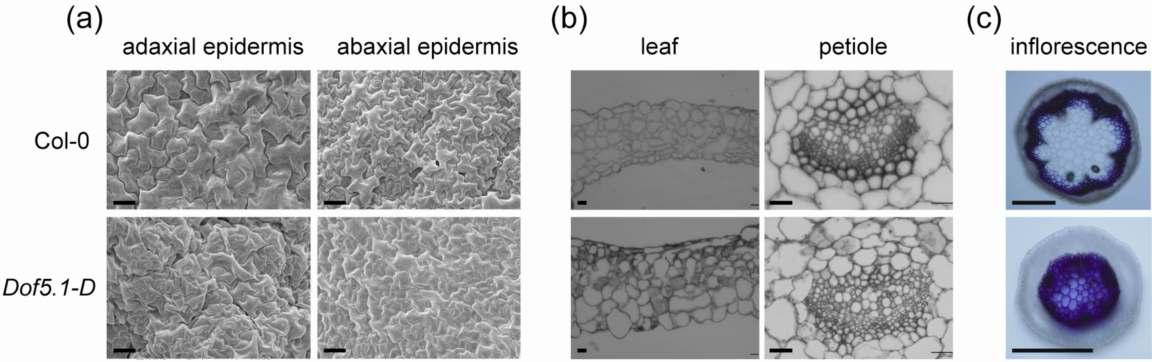 5주된 wild-type 애기장대와 AtDof5.1 유전자의 발현이 증가된 Dof5.1-D 식물 체에서 잎 표면(a), 잎 횡단면(b)과 줄기의 cortex층(c)에서 세포의 형태적인 차이. 막 대=20 μm.