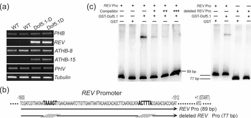 AtDof5.1 단백질에 의하여 REV 유전자의 발현이 증가하고(a), REV 프로모터 에 존재하는 TAAAGT 염기서열을 제거할 경우(b) 프로모터에 AtDof5.1이 결합하지 못하는 것을 보여주는 EMSA 실험(c)