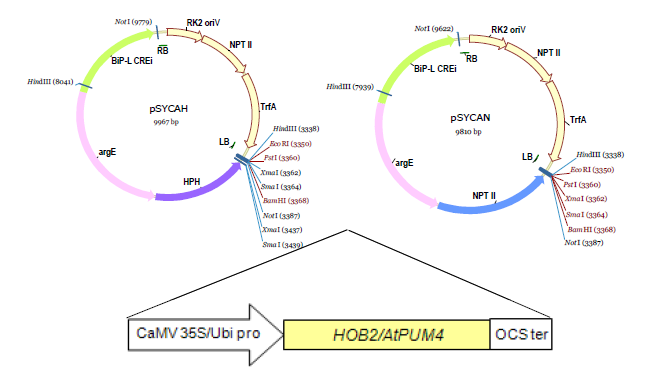 pSYCAH-HOB2와 pSYCAH-AtPUM4(APUM24) 마커 프리 벡터. 35S와 옥수수 ubiquitin 프로모터하에서 상시적으로 발현되 는 벡터 제작