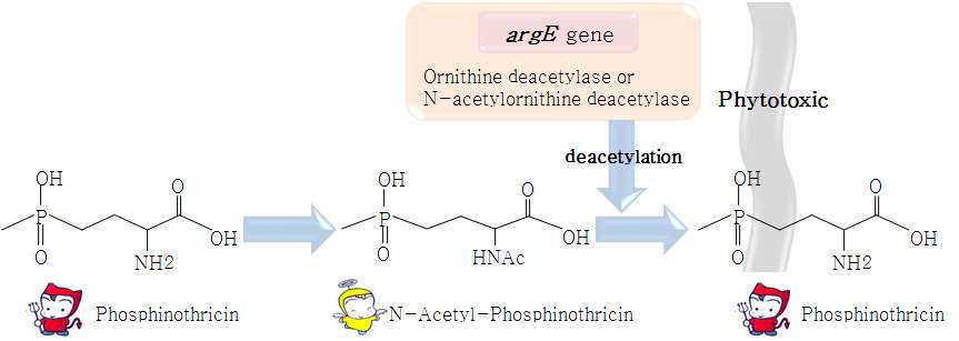 argE 유전자에 의한 N-AcPt의 화학적 변화