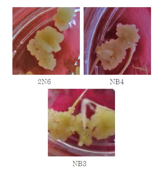 배지 조성에 따른 callus의 형태적 차이