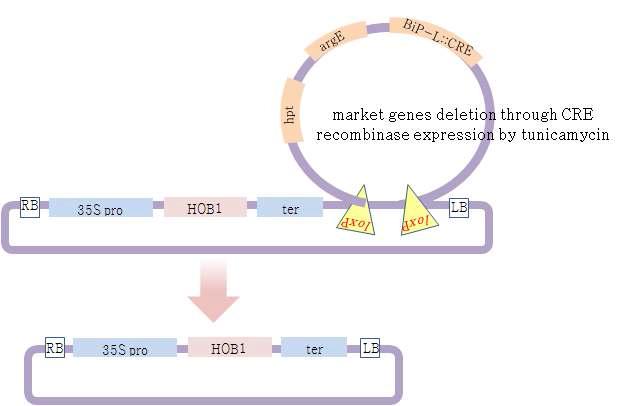 site-specific recombination 시스템의 선발 마커 제거 원리