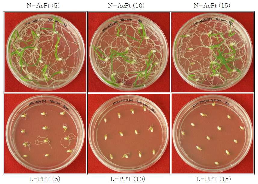 Wild type 벼 종자로부터 N-AcPt의 식물 독성 평가