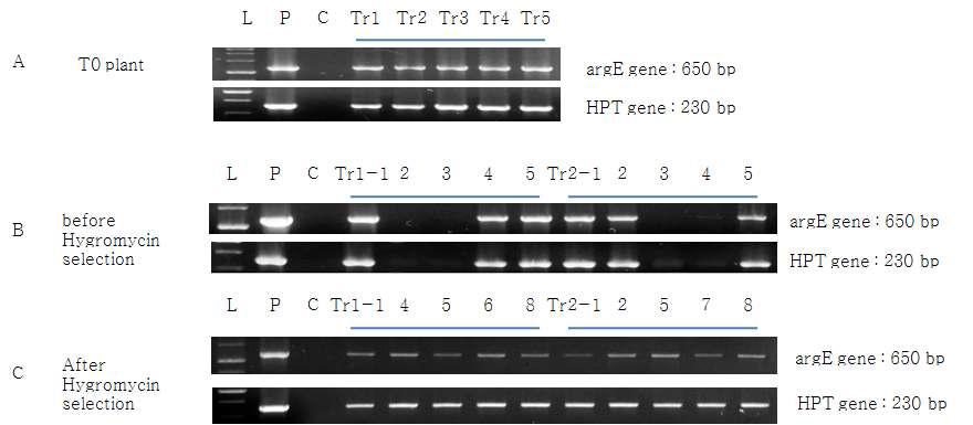 argE 유전자의 기질로 작용하는 N-AcPt의 음성선발효과를 확인하기 위해 실험 재료로 사용된 기 개발된 argE-hpt 형질전환체의 T0 및 T1 plants의 PCR 분석 data .