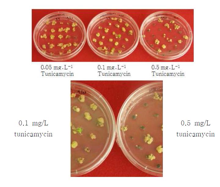 Tunicamycin 농도에 따른 callus 재분화