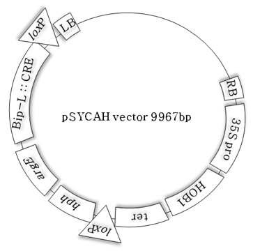 pSYCAH vector