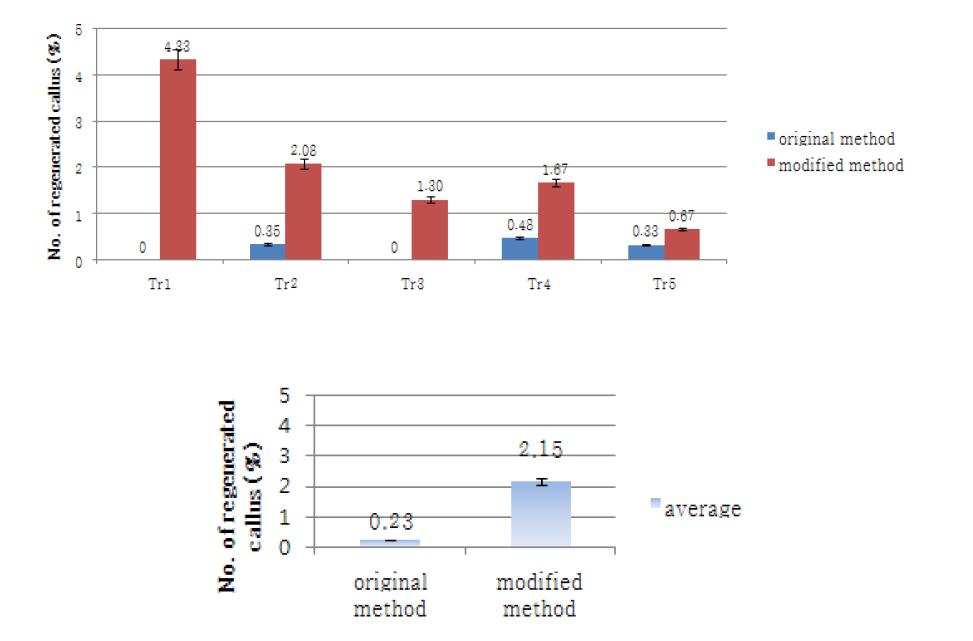 기존 재분화 배지 및 개선된 배지 조건에서의 재분화율 비교 그래프