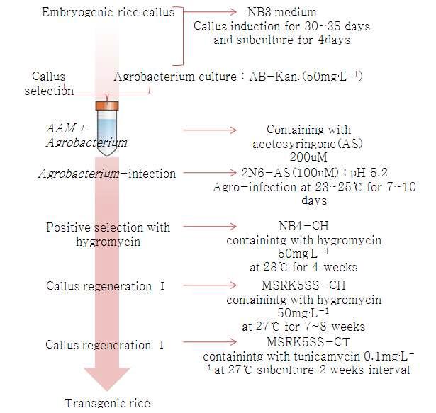 CRE/loxP-argE 시스템을 이용한 Agrobacterium 매개 형질전환 과정