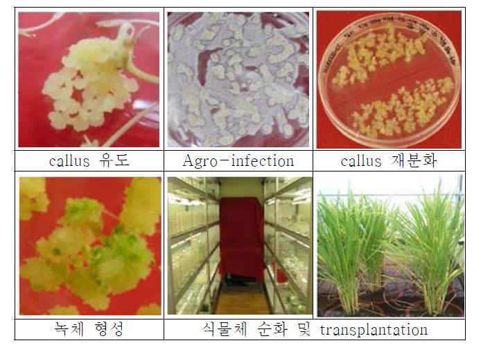 Embryogenic callus로부터 획득한 형질전환체 사진