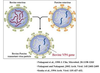 로타바이러스의 재조합(reassortment) 발생기전 모식도