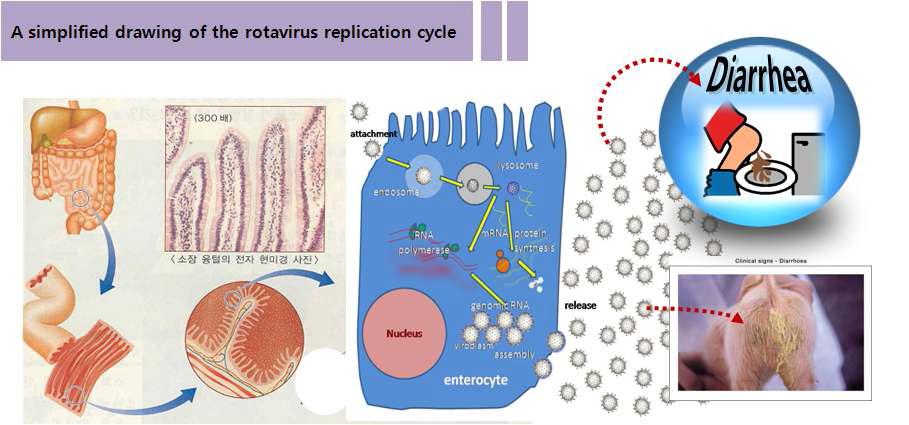 소화기에서 혈청형 A 로타바이러스 추정 감염 경로