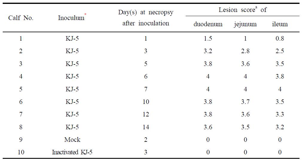 Summary of the microscopic findings in the small intestine sampled sequentially from the colostrums-deprived calves after inoculation with KJ-5 strain