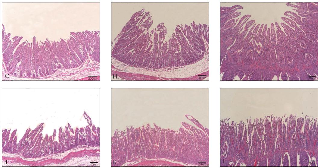 Duodenum, jejunum and ileum sampled sequentially from the colostrums-deprived calves after inoculation with KJ-5 strain
