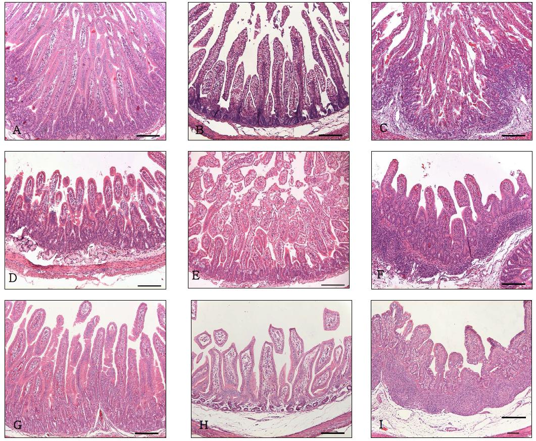 Duodenum, jejunum and ileum sampled sequentially from the colostrums-deprived piglets after inoculation with K174-1 strain