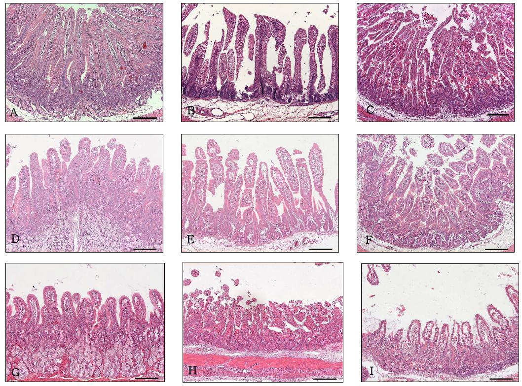Duodenum, jejunum and ileum sampled sequentially from the colostrums-deprived piglets after inoculation with K78-1 strain