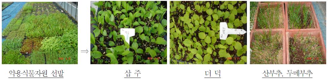 Selection of medicinal plant resources for the use of edible sprout.