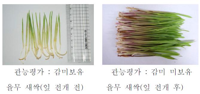 Adlay sprout according to the harvesting time in Job