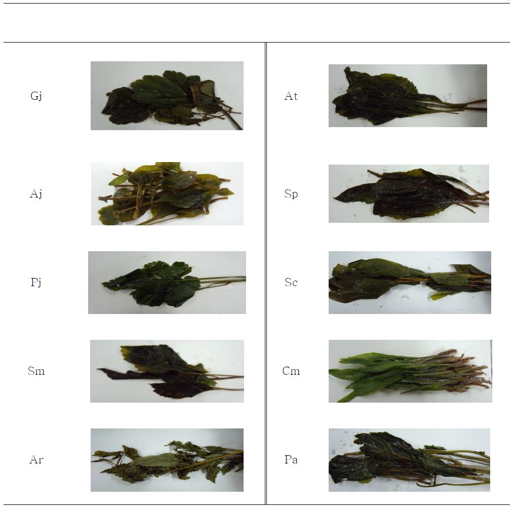 The appearance characteristic of 10 species domestic medicinal baby leaf
