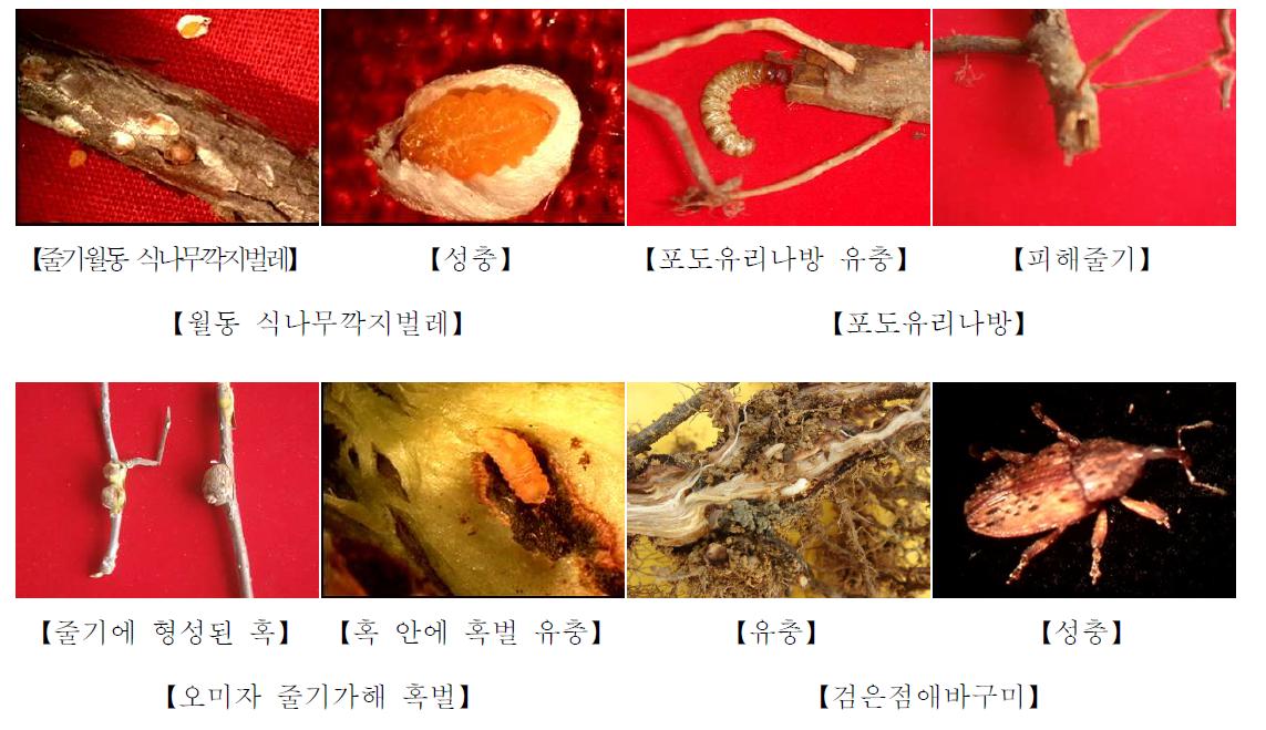 오미자 줄기 가해 해충의 종류