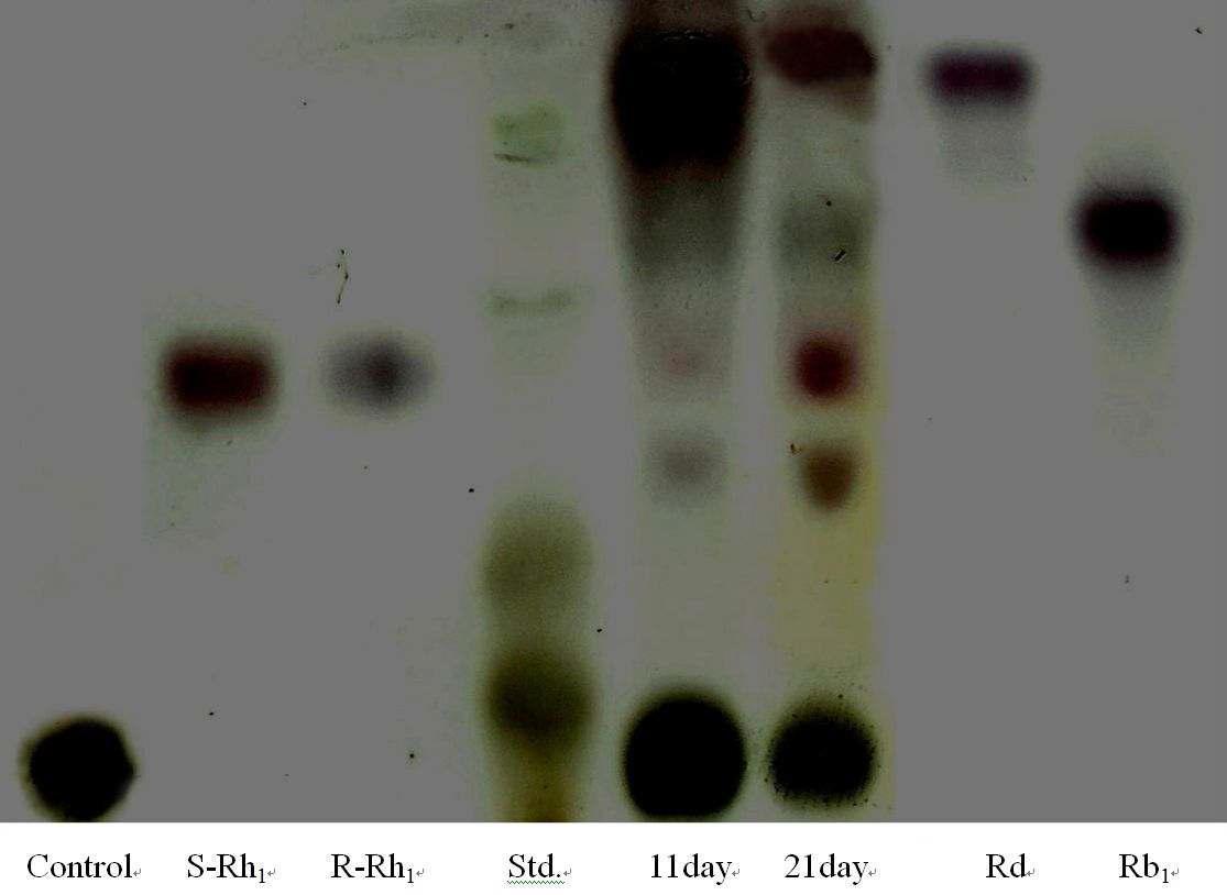Thin layer chromatography separation of ginsenoside S-Rh1, R-Rh1, Rd and Rb1 standards, goat milk of 1ml + cultured wild ginseng root extract of 0.1mg (Std.) and goat milk was supplemented cultured wild ginseng root of the lactating goat for each 11 and 21 days. The solvent system chloroform : methanol : water (65:25:10).