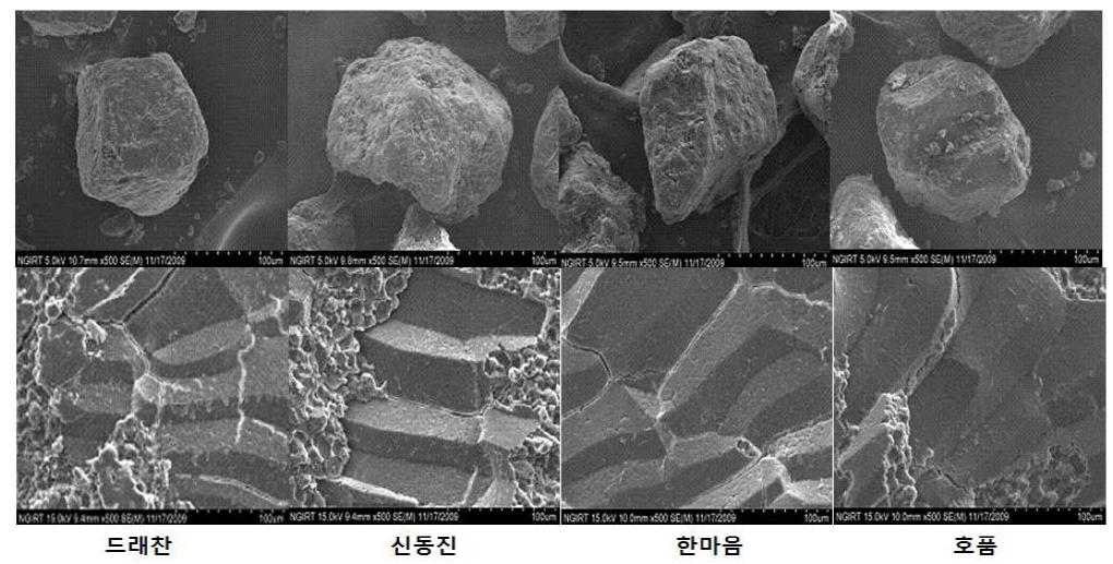 품종별 건식제분 쌀가루의 미세구조