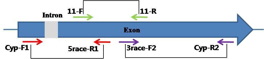CYP51 유전자 모식도 및 Primer 위치