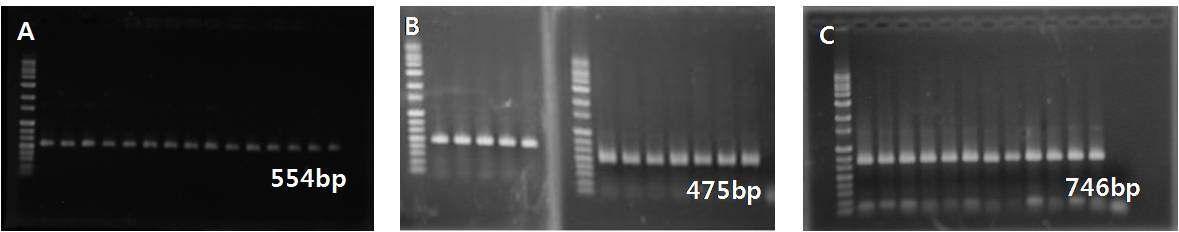 CYP51유전자 특이 프라이머를 이용한 PCR 결과