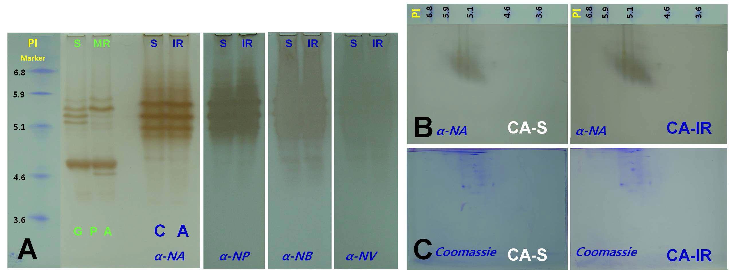 native IEF를 통한 복숭아혹진딧물과 목화진딧물의 esterase isozyme 비교