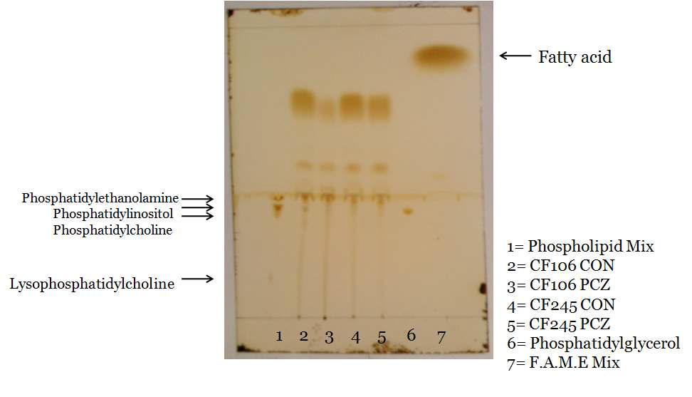 민감성병원균 CF106과 저항성병원균 CF245의 균체막 인지질 TLC 분석 결과. CON: PDB 배양, PCZ: prochloraz 함유 PDB 배양.
