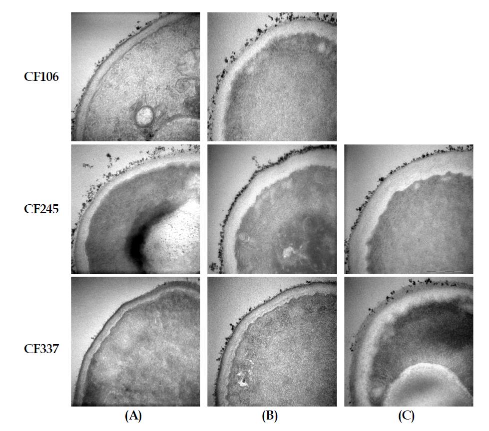 Prochloraz 처리 전(A )과 처리 후(B, C) 병원균의 세포벽 현미경사진