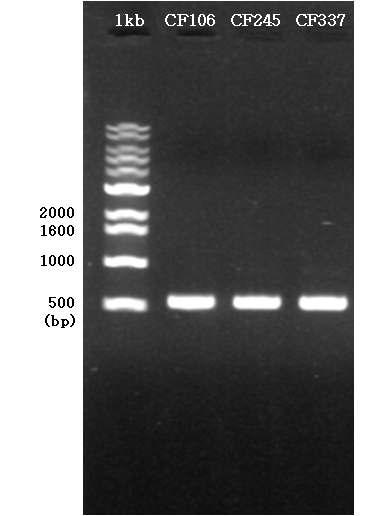 민감성병원균 CF106과 저항성병원균 CF245 및 CF337의 gDNA에서 얻은 efflux transporter 유전자의 PCR 분석 결과.