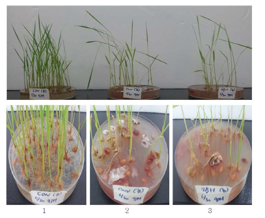 온실재배 조건에서 벼의 생장 시험. 1: 감염되지 않은 벼, 2: 저항성 병원균에 인위적으로 감염된 벼, 3: 저항성 병원균 감염 후 소금물 온탕침지 소독한 벼.