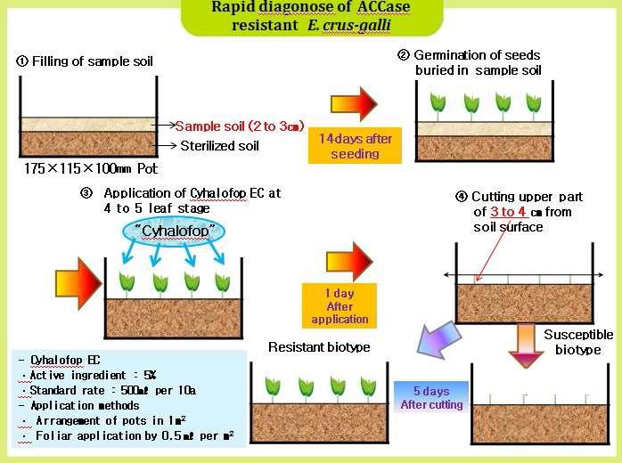 Methods diagnosing ACCase resistant of E. crus-galli var. crus-galli early.