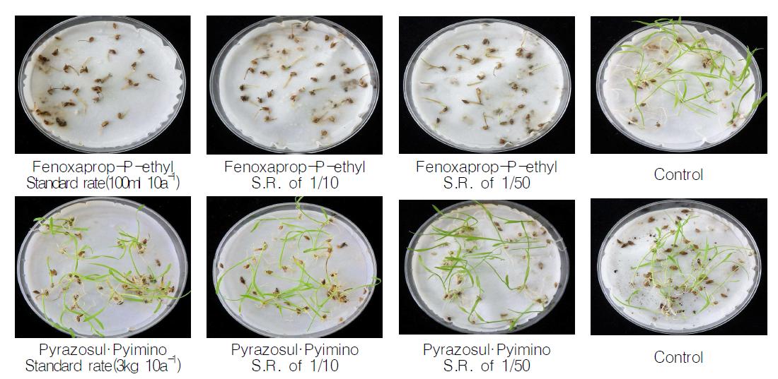 Herbicidal effect of Echinocloa oryzicola collected in 2011.