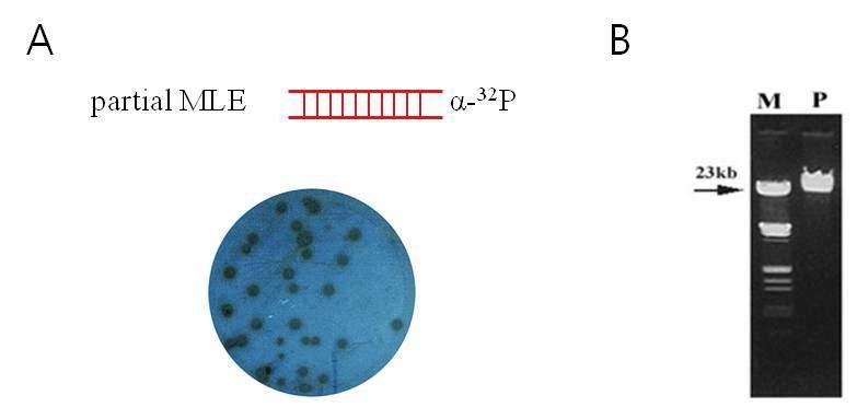 Genomic DNA library screening and phage DNA isolation for the selection of BmmarT1 gene